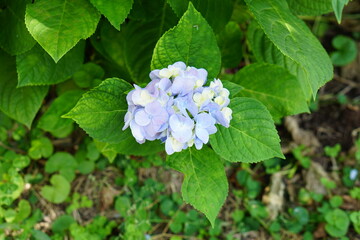 Beautiful hydrangeas in the garden.