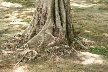 big trees in the park