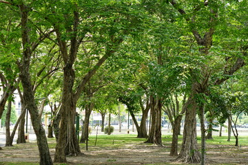 Big trees provide shade in the park.