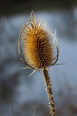 Teasels Dipsacus, Sunlit with Sunshine. Sunny wild teasle head, copy space in the background