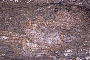 tree bark texture, wood texture background