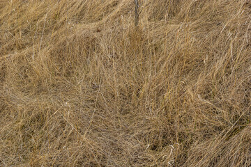 Dry grass, crushed by wind and rain, lies in a field. Yellow dead grass, natural background