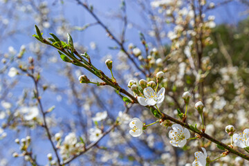 Spring blossoms of Spreading Plum tree, Prunus divaricata, white flowers blooming during Spring Sakaru season. Macro closeup