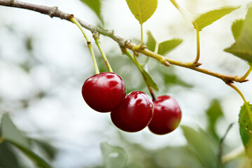Ripe cherries hanging from a cherry tree branch. Cherries in the orchard