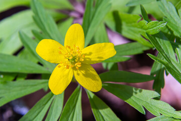 Anemone ranunculoides, the yellow anemone, yellow wood anemone or buttercup anemone