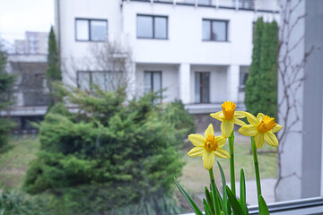 Fototapeta na wymiar Yellow Narcissus bloom in the spring in the room, on the windowsill. The idea of decorating the house with live flowers. Take care of houseplants. High quality photo