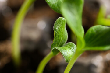 A young sprout grows from the soil. young plant grows. gardening concept