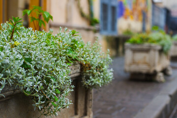Flower bed with green plants. Selective focus. City landscape.