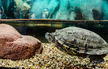 Obraz premium large red-eared turtle in an aquarium under water on side next to large stone