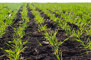 Young wheat seedlings growing in a field. Young green wheat growing in soil