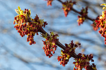 Acer negundo, Box elder, boxelder, ash-leaved and maple ash, Manitoba, elf, ashleaf maple male inflorescences and flowers on branch outdoor. Spring day