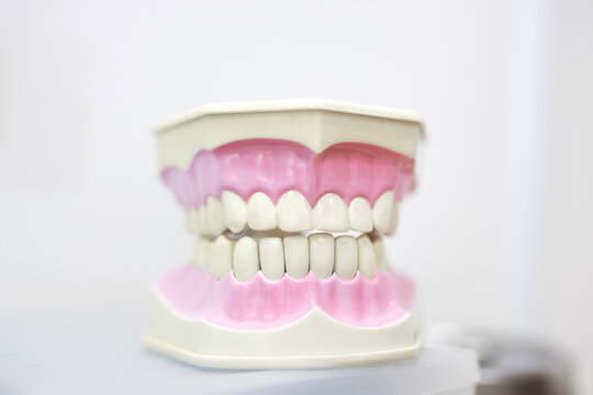 Artificial Jaw Training Model With Teeth