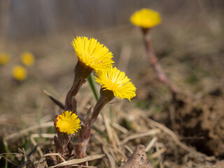 coltsfoot flowers in spring