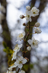 Prunus Cerasifera Blooming white plum tree. White flowers of Prunus Cerasifera