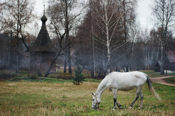 Fototapeta na wymiar Travel by Russia. A white horse stands near ancient wooden church in the park.