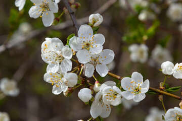 Wild white plum blossoms close up in a forest on a sunny spring day. Species Prunus cerasifera aka cherry plum or myrobalan plum