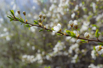 Prunus Cerasifera Blooming white plum tree. White flowers of Prunus Cerasifera