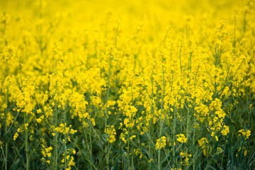 Landscape with yellow blooming raps field, agriculture in spring, countryside in Germany, cultivated farmland
