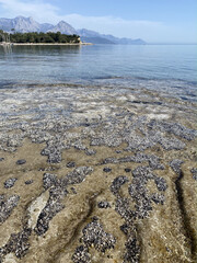 The shellfish attached to the rocks are beautiful.It's a mid-day view on weekdays. Bivalve molluscs attached to rocks in Kemer, Antalya province © Malvina