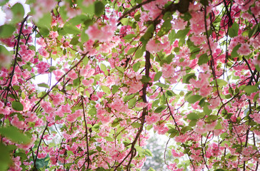 Spring blooming and blossoming flower branch.