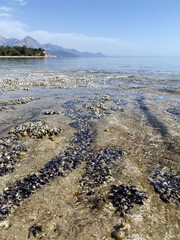 The shellfish attached to the rocks are beautiful.It's a mid-day view on weekdays. Bivalve molluscs attached to rocks in Kemer, Antalya province © Malvina