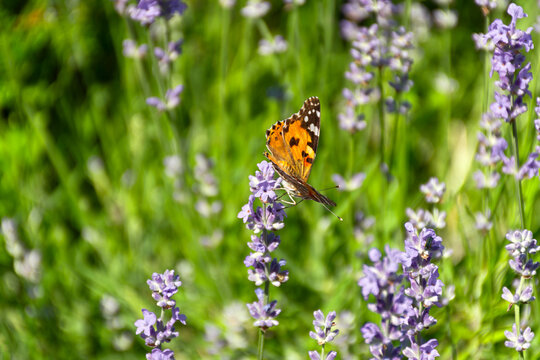 Butterfly Vanessa is orange on a purple lavender flower in the sunlight. Macrophotography of wildlife. The butterfly pollinates flowers in the garden. Bright summer colorful background. Top view