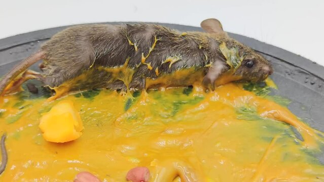 A small rat was trapped inside the house.	