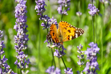 Butterfly Vanessa is orange on a purple lavender flower in the sunlight. Macrophotography of wildlife. The butterfly pollinates flowers in the garden. Bright summer colorful background. Top view