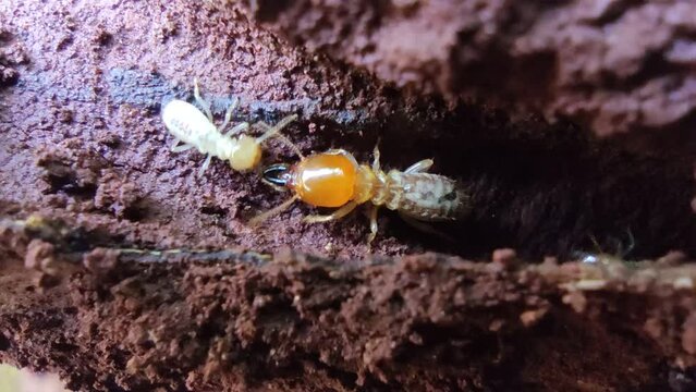 small termite worker Dry wood termites on rotting old wood