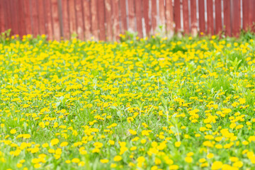 Obraz premium Yellow meadow of dandelions against blurred brown wooden fence and green grass
