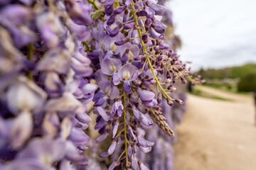 close up of lilac flowers on a wall