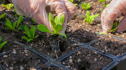 Farmer holds flower seedlings in his hand against the background of seedlings in cassettes
