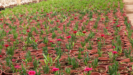 Growing flowers in greenhouses. Interior of a modern flower greenhouse. Flowers in flowerpots.