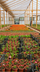 Growing flowers in greenhouses. Interior of a modern flower greenhouse. Flowers in flowerpots.