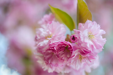 Beautiful flowers on a tree branch. Spring Background. Blossom tree. Spring flowering.