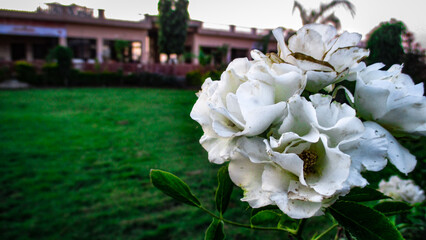 Close angle shot of a beautiful White Flower.