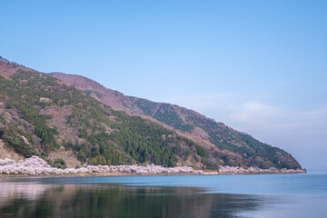 Fototapeta premium 海津大崎の桜