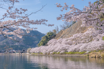 海津大崎の桜