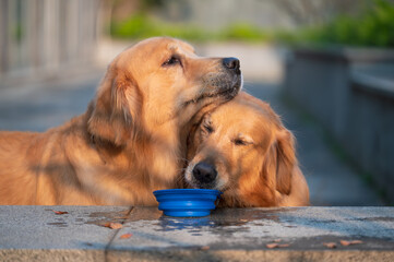 Two golden retrievers drinking water together