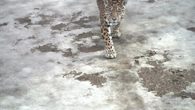 Leopard on hunt, walking on its territory. Leopard is a species of carnivorous mammals of the cat family, one of the five representatives of the panther genus, belonging to the subfamily of big cat