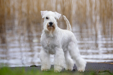 white schnauzer on the lake