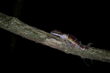 ⁣Deccan banded gecko⁣⁣⁣⁣, Cyrtodactylus deccanensis⁣⁣⁣⁣