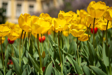 Obraz premium spring in the garden