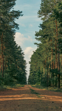 gravel road leading through the forest