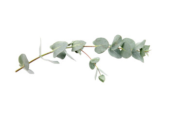 Eucalyptus foliage, branch with green leaves, floral decoration isolated on white