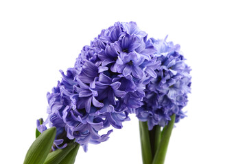 Obraz premium Blue Hyacinth flowers spring blossom isolated on white