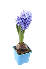Blue Hyacinth flower bulb in pot isolated on white