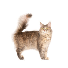 Funny cute female Maine coon cat, close up. Largest domesticated breeds of felines. isolated on white