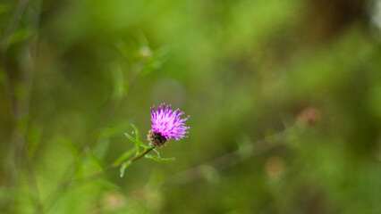 Macro de fleurs sauvages, sur un arrière-plan verdoyant et très crémeux