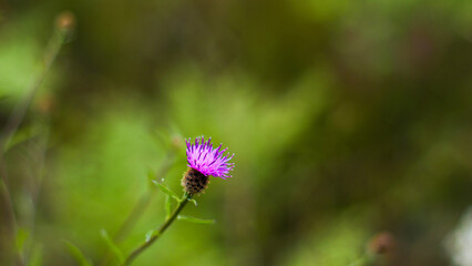 Macro de fleurs sauvages, sur un arrière-plan verdoyant et très crémeux